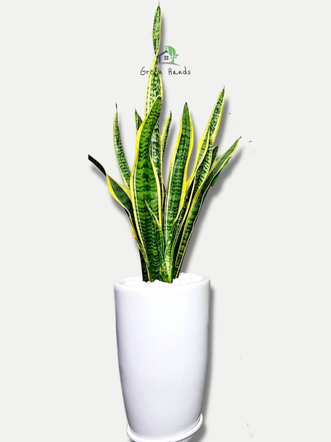 Snake Plant: The Ultimate Low-Maintenance, Air-Purifying Indoor Plant Planted in Deep Blue Floral Pot