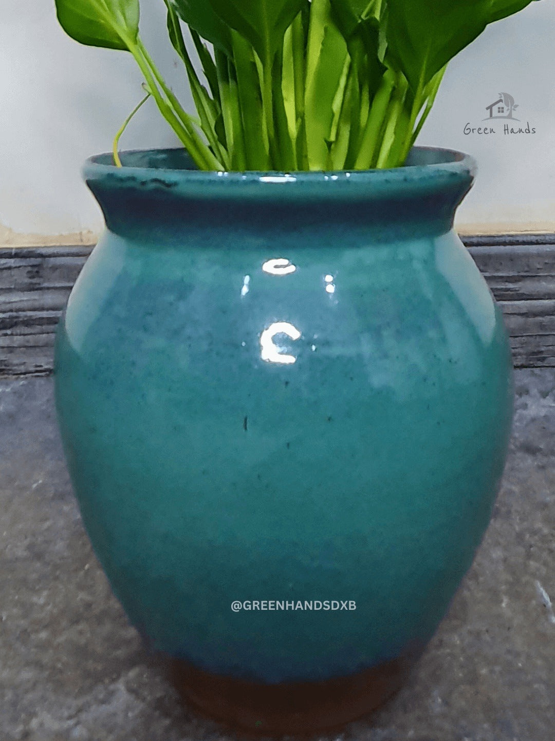 Potted Peace Lily - Desktop Green Terracotta Pot zoomed in picture