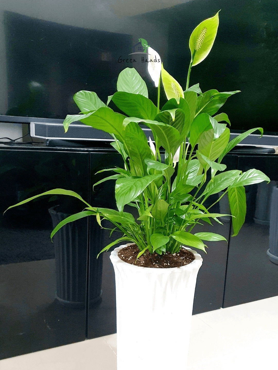 Potted Peace Lily Large, XL Planted in Ceramic - White Pot
