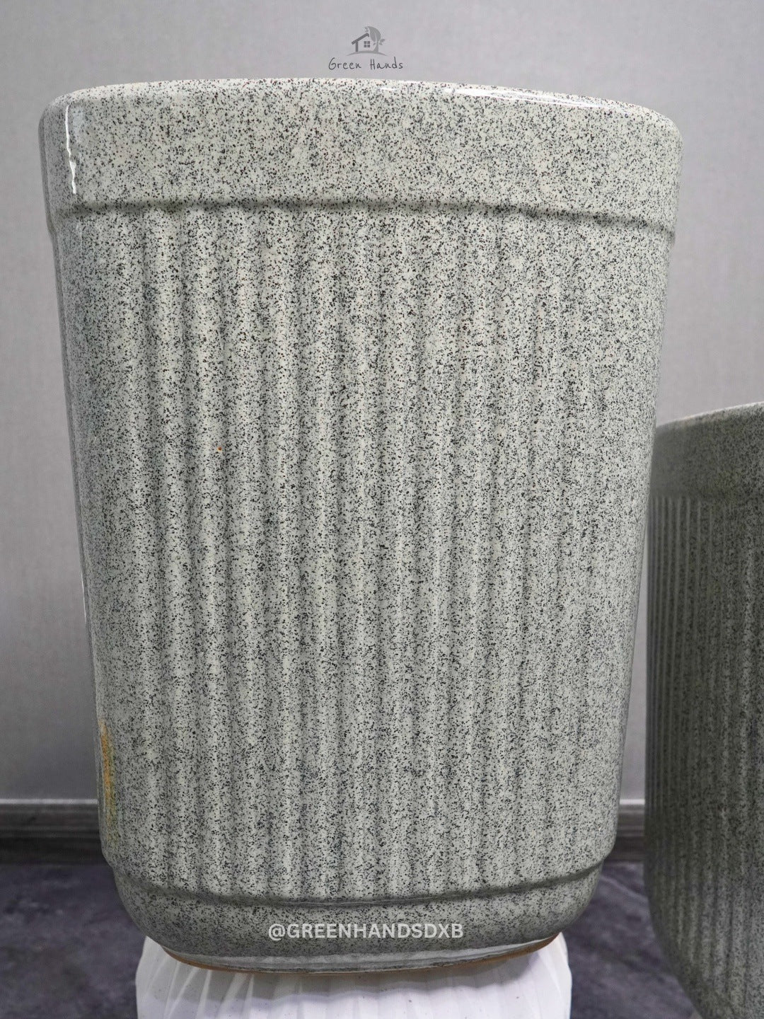 Large Potted Dracaena Marginata - An Elegant Addition to Your Indoor Jungle Green Hands