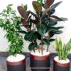 12_1e9eaae3-b990-4c2d-9382-c891ebc7a69f Potted Rubber or Ficus Elastica, Snake, Ficus Benjamina | Three Plants Bundle Planted in Black Ceramic Pot
