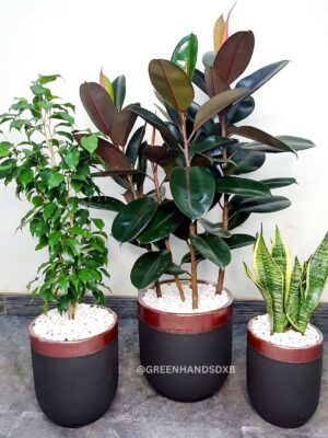 Potted Rubber or Ficus Elastica, Snake, Ficus Benjamina | Three Plants Bundle Planted in Black Ceramic Pot