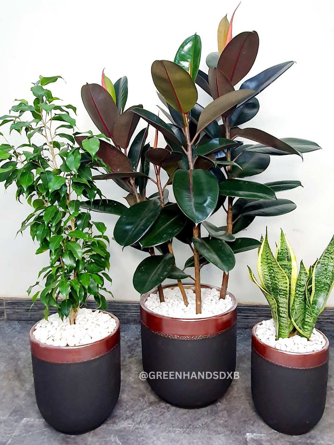 Potted Rubber or Ficus Elastica, Snake, Ficus Benjamina | Three Plants Bundle Planted in Black Ceramic Pot