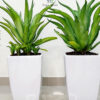 13-65b01dea-42f1-421d-979c-dc6e8aabac6e-6 dubai garden center, locally grown mature agave outdoor plants in white ceramic pots green hands