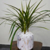 134-5 Compact Potted Desktop Dracaena Marginata - Enhance Your Workspace with Tropical Foliage Green Hands