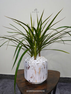 134-5 Compact Potted Desktop Dracaena Marginata - Enhance Your Workspace with Tropical Foliage Green Hands