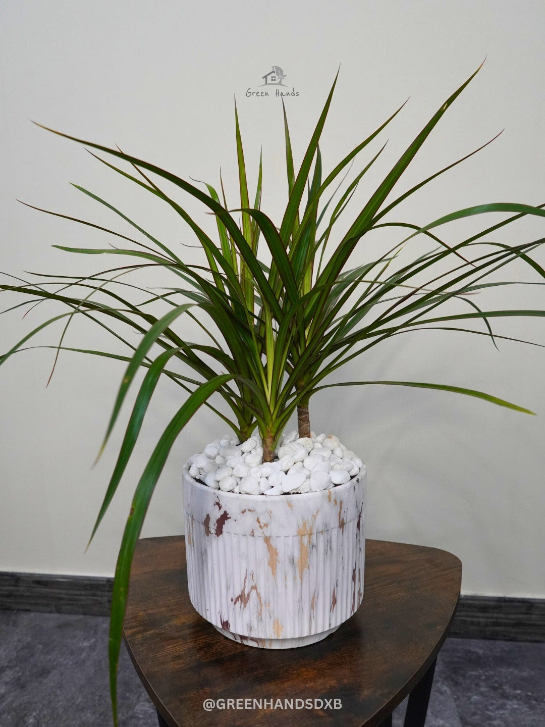 Compact Potted Desktop Dracaena Marginata - Enhance Your Workspace with Tropical Foliage Green Hands