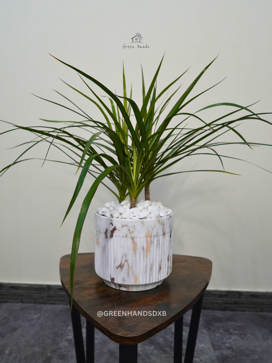 Compact Potted Desktop Dracaena Marginata - Enhance Your Workspace with Tropical Foliage Green Hands