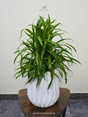 Potted Desktop Dracaena Angustifolia - Your Perfect Office Companion Green Hands