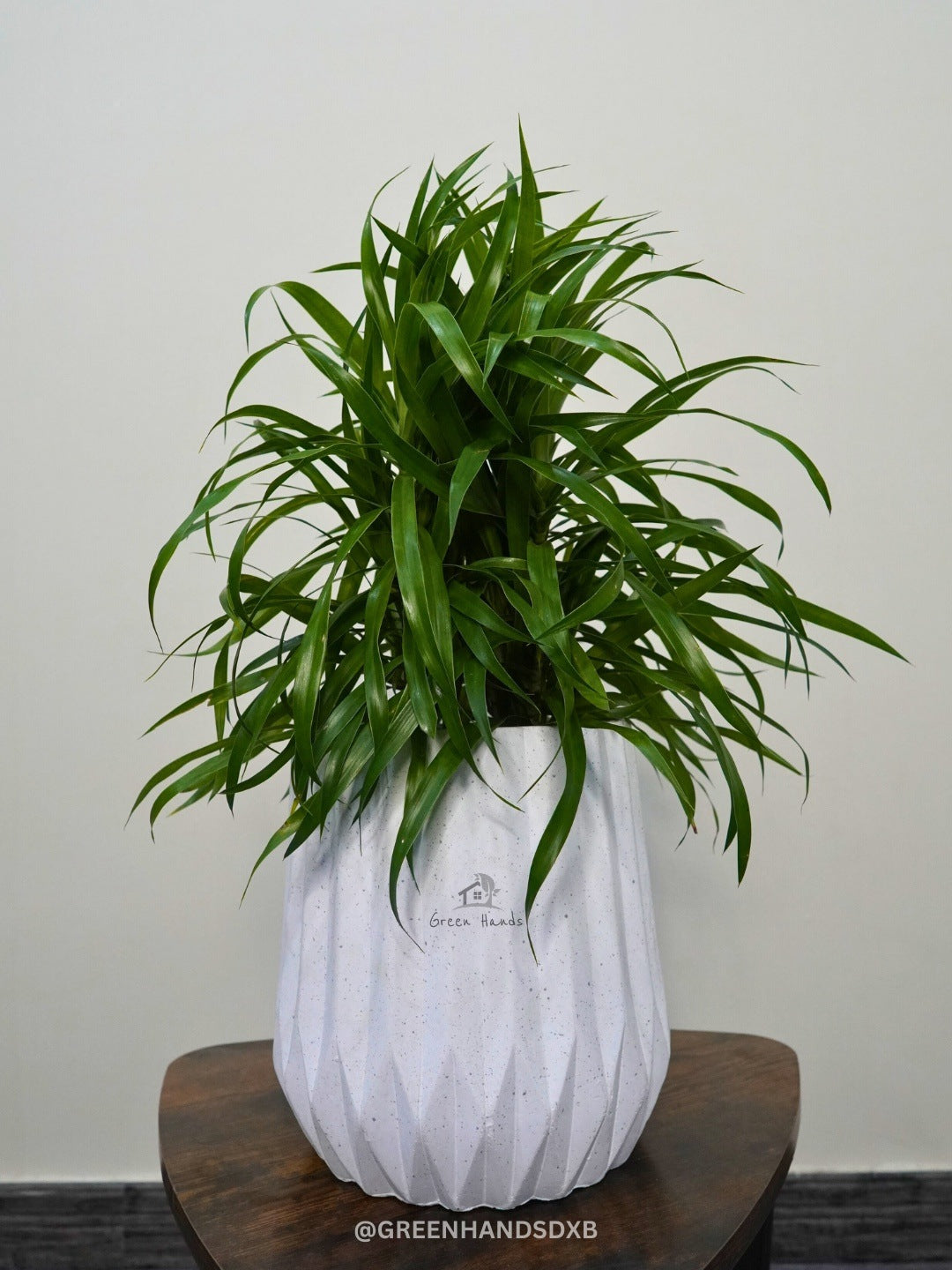 Potted Desktop Dracaena Angustifolia - Your Perfect Office Companion Green Hands