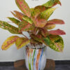 138-7 Exquisite Potted Pink Aglaonema - A Burst of Color All Year Round Green Hands