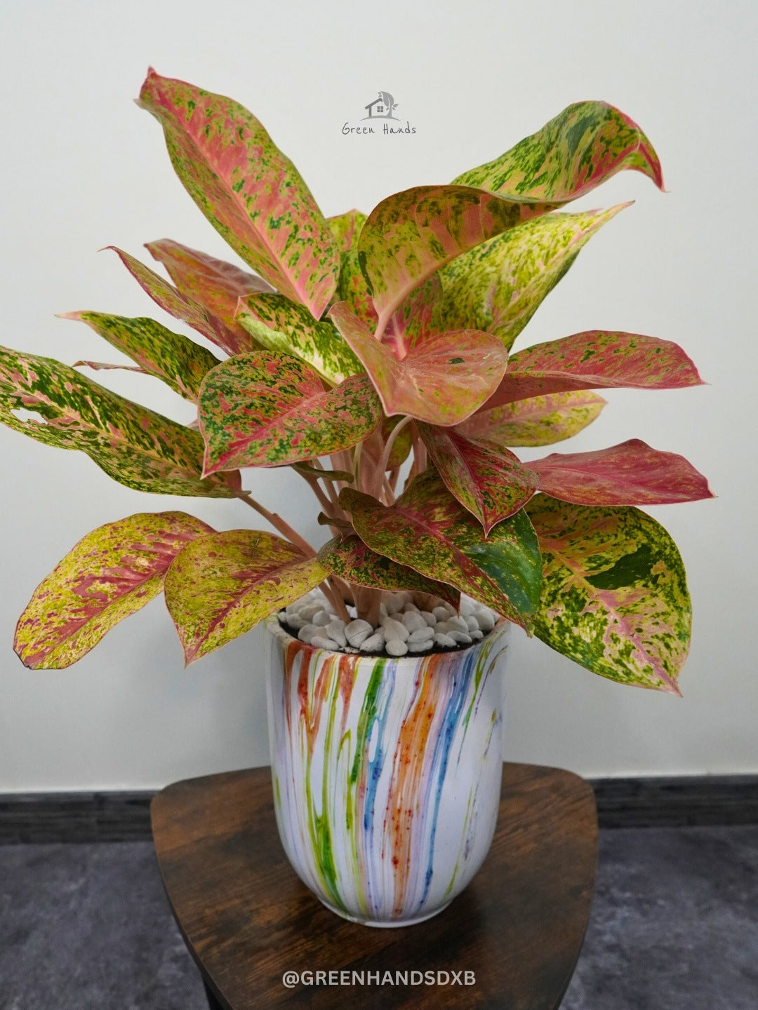 Exquisite Potted Pink Aglaonema - A Burst of Color All Year Round Green Hands