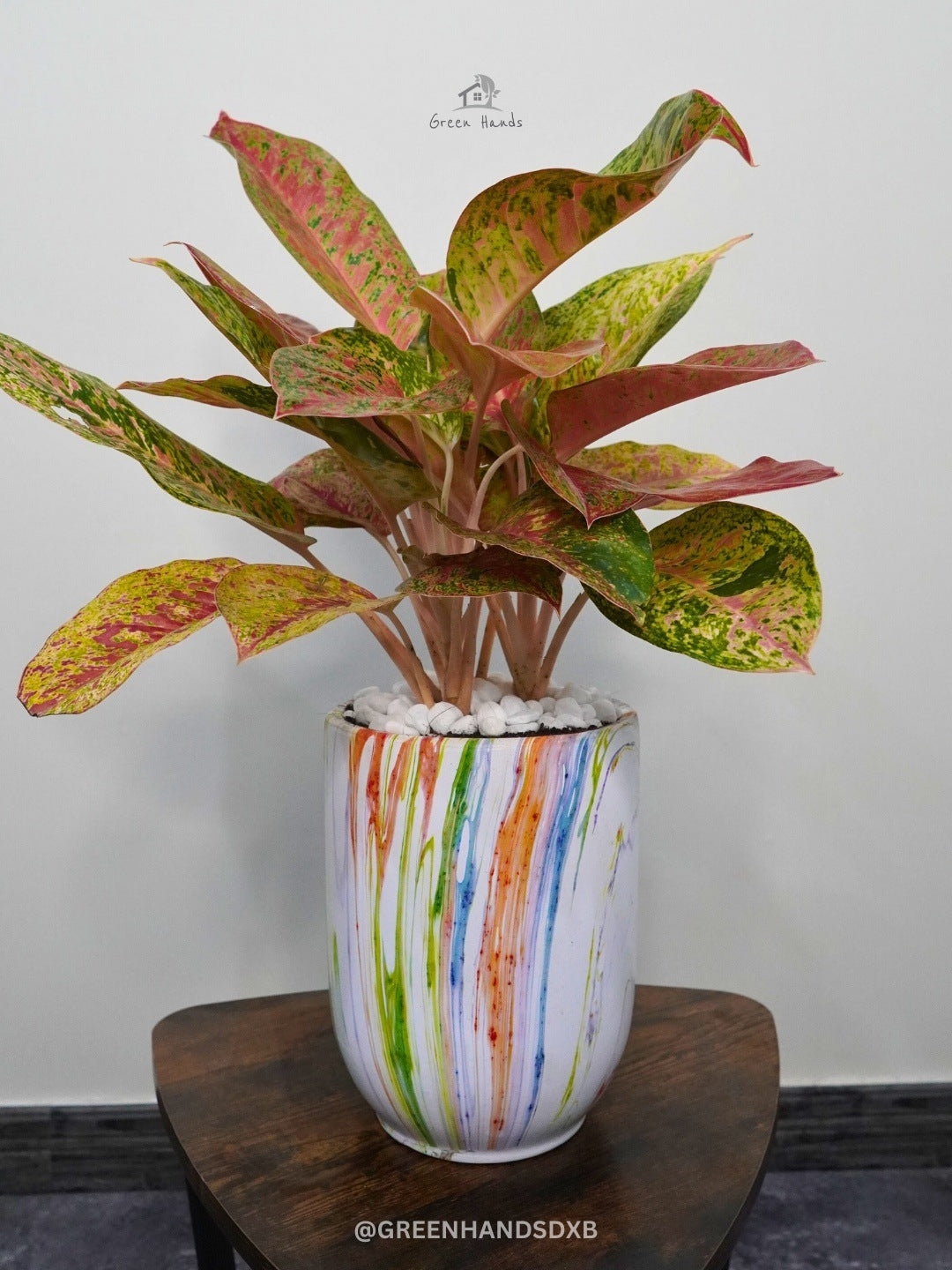Exquisite Potted Pink Aglaonema - A Burst of Color All Year Round Green Hands
