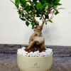 14-827ba588-16f0-4524-bb44-09214787702a-8 Desktop Potted Indoor Bonsai Tree in a designer beige ceramic pot