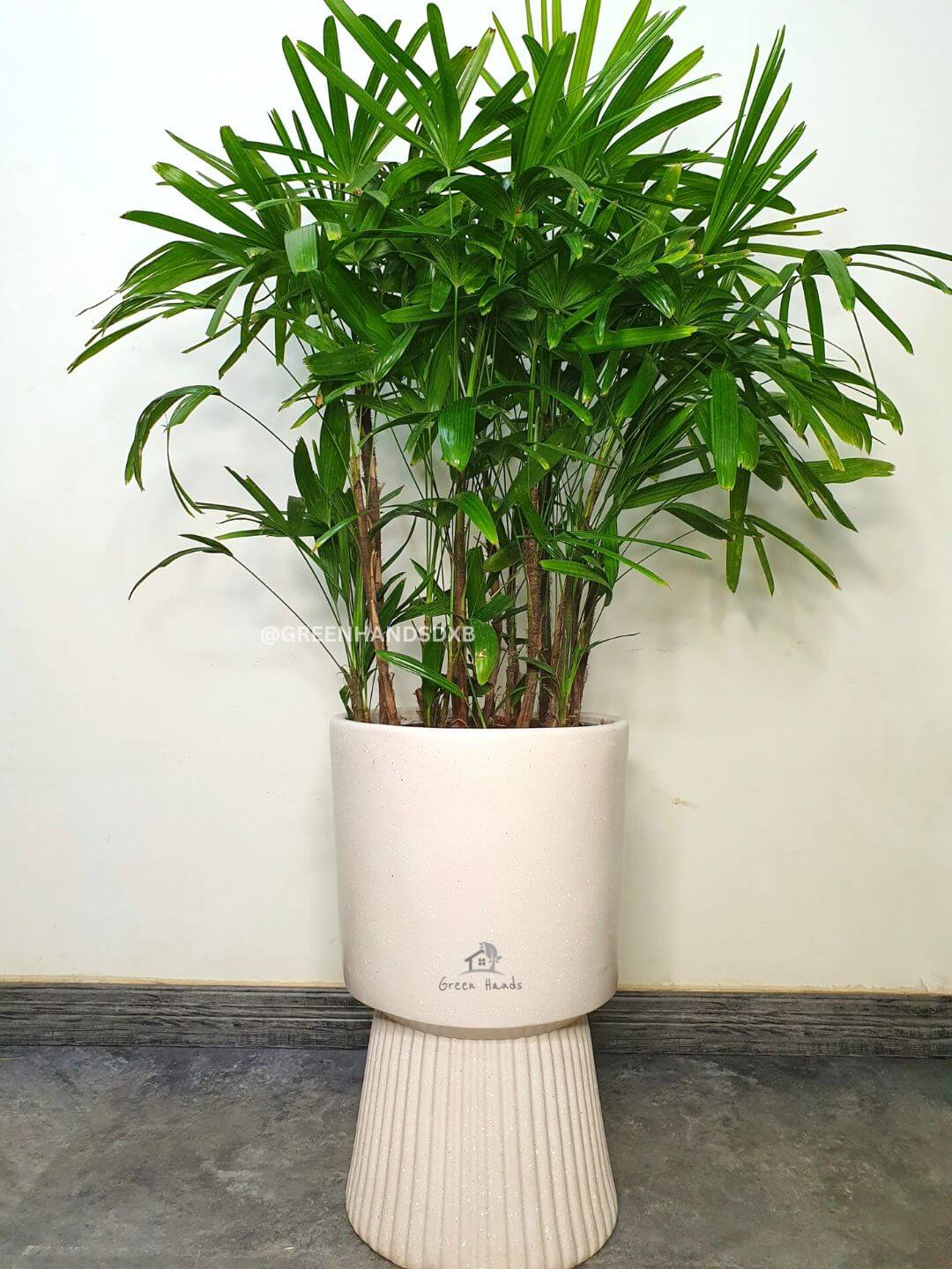 Potted Lady Palm or Rhapis Plant 100-120 cm Planted in Ceramic Pot Grey Finished