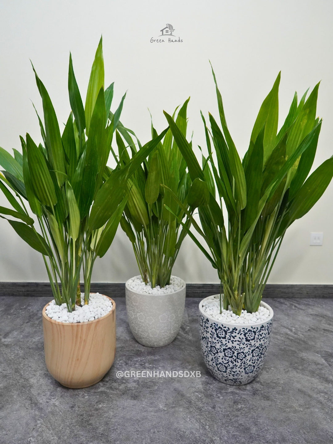 Kids and Pets Friendly Large Cast Iron Plant in Premium Ceramic Pot Green Hands