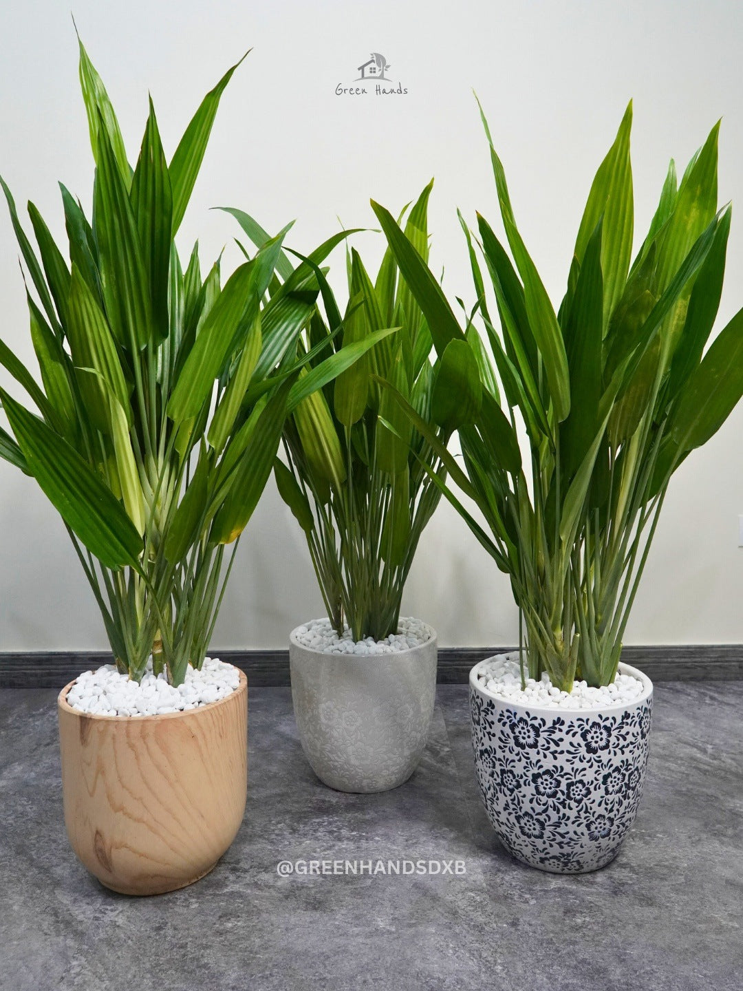 Kids and Pets Friendly Large Cast Iron Plant in Premium Ceramic Pot Green Hands