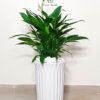 15-de7bef69-0aeb-45cd-8b8c-cb8b4fa00e05-8 Potted Peace Lily Large, XL Planted in Ceramic - White Pot