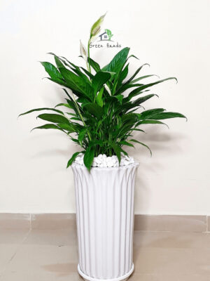 15-de7bef69-0aeb-45cd-8b8c-cb8b4fa00e05-8 Potted Peace Lily Large, XL Planted in Ceramic - White Pot
