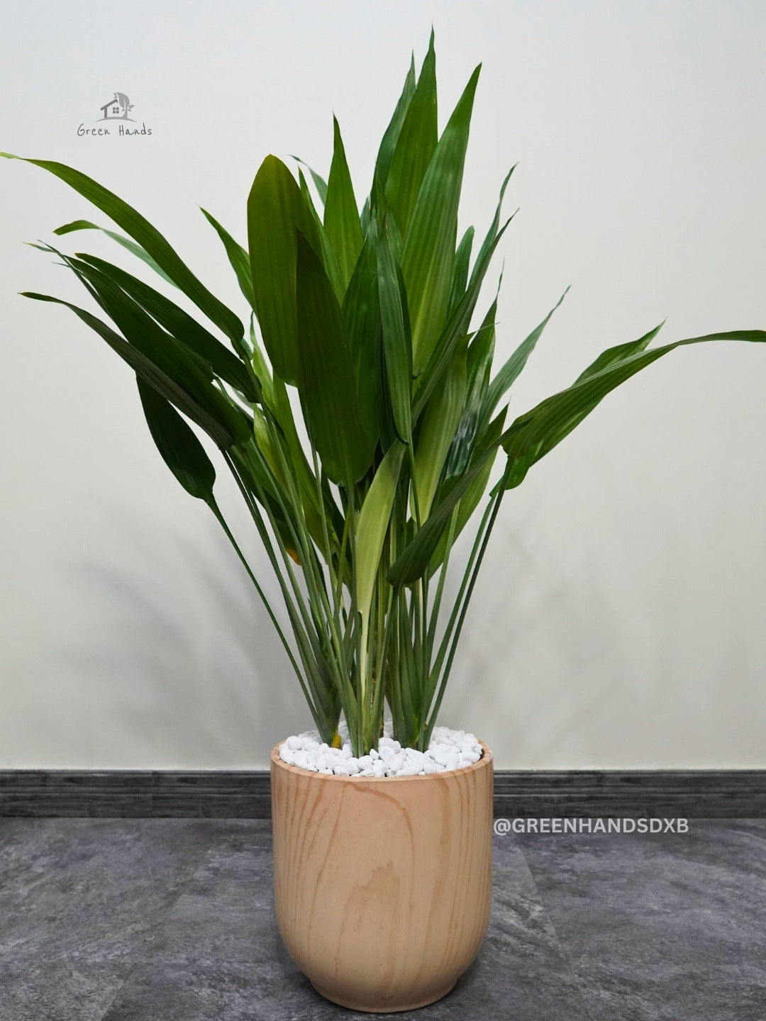 Kids and Pets Friendly Large Cast Iron Plant in Premium Ceramic Pot Green Hands