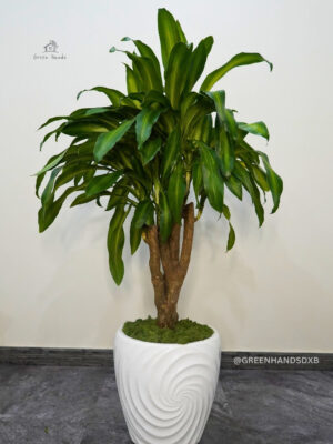 Stylish Fortune Plants in Ceramic Pot - Bonsai & XL Options for Indoor Elegance Green Hands
