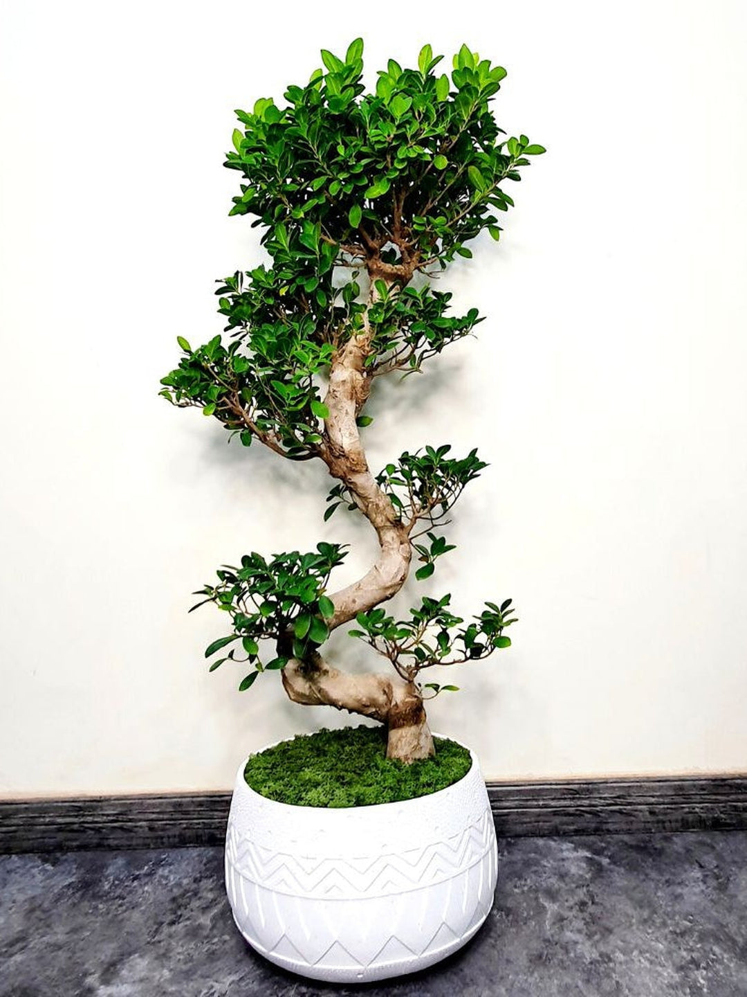 Potted XL Bonsai Tree - S Shape Planted in Ceramic Blue Shallow Pot with Moss Topping