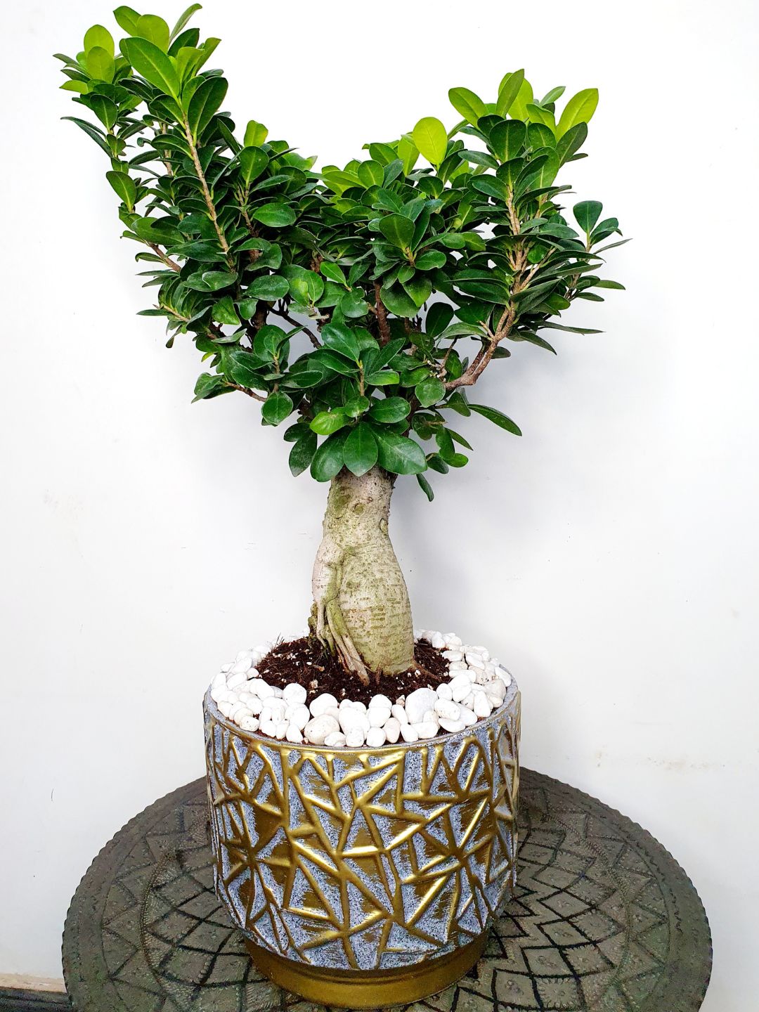 Desktop Potted Indoor big head Bonsai Tree in a grey ceramic pot