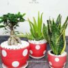 16 Potted Aloe Vera, Snake Plant and Bonsai Bundle Planted in Yellow Pot