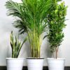 Potted Areca Palm, Snake, Ficus Panda | Unbreakable Pots Bundles Planted in White Pot