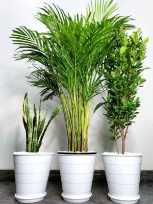 16_da1e958f-dc44-4d6f-9e9e-c132b3f2285d Potted Areca Palm, Snake, Ficus Panda | Unbreakable Pots Bundles Planted in White Pot