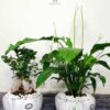 17 Peace Lily and Bonsai Plants in Marble Ceramic Pots Bundle.