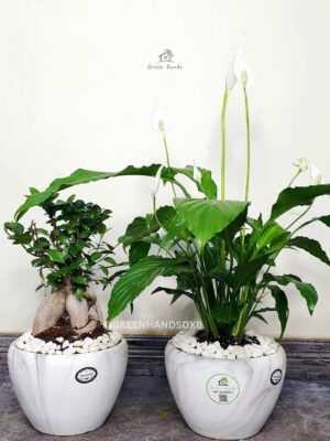 Peace Lily and Bonsai Plants in Marble Ceramic Pots Bundle.