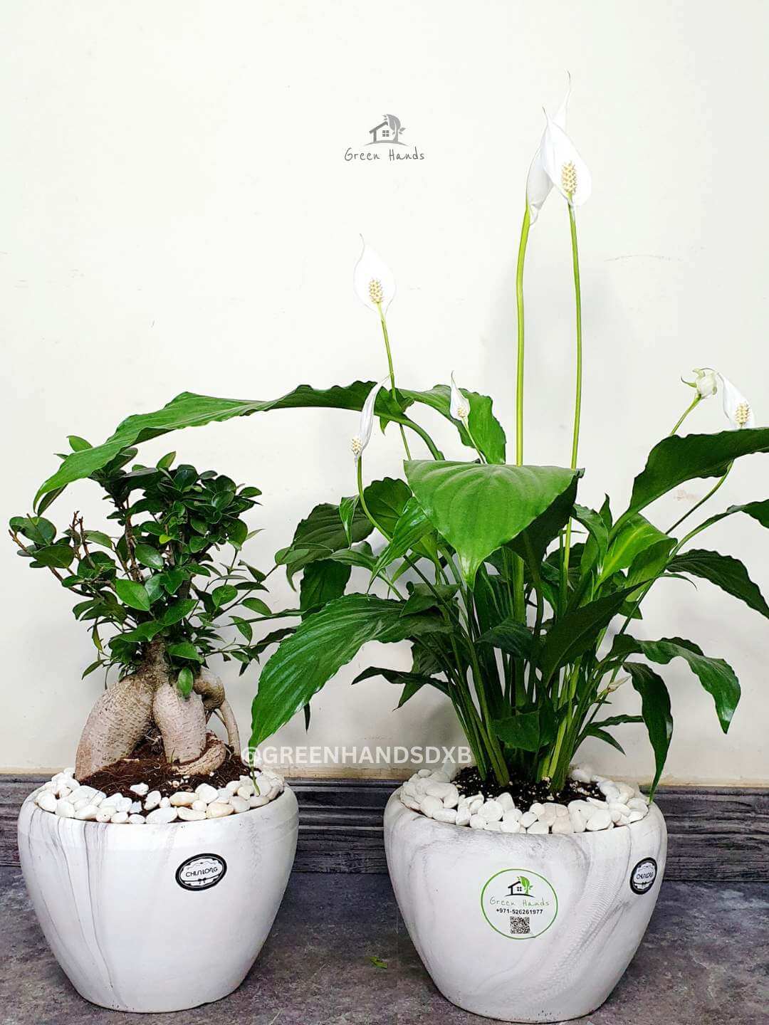 Peace Lily and Bonsai Plants in Marble Ceramic Pots Bundle.