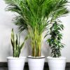 Potted Areca Palm, Snake Plant, Ficus Benjamina | Unbreakable Pots Bundle Planted in White Pot