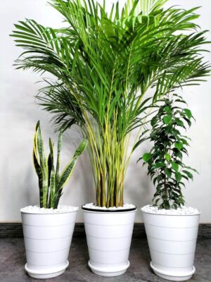 Potted Areca Palm, Snake Plant, Ficus Benjamina | Unbreakable Pots Bundle Planted in White Pot