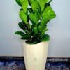 18 Potted Fiddle Leaf Fig - Transform Your Space with a Touch of Forest Green Green Hands