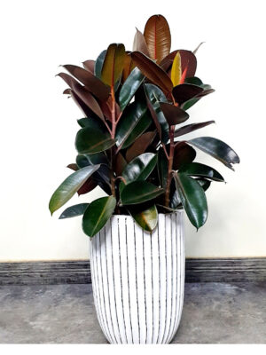 Potted Rubber Plant 110-130cm Planted in Ceramic White Pot