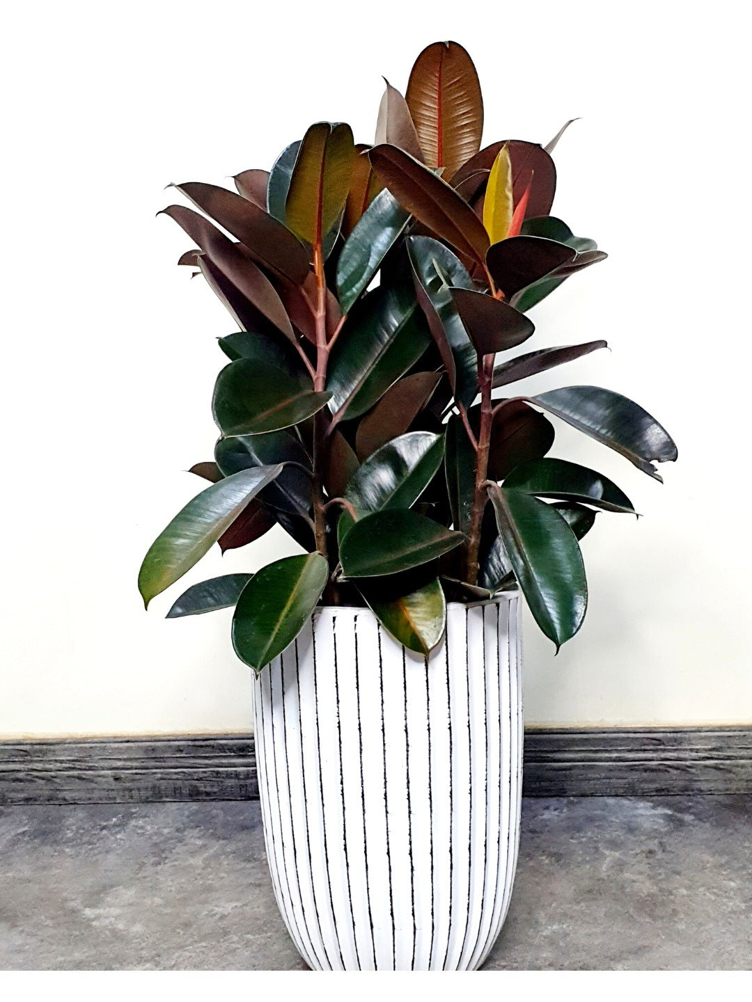 Potted Rubber Plant 110-130cm Planted in Ceramic White Pot