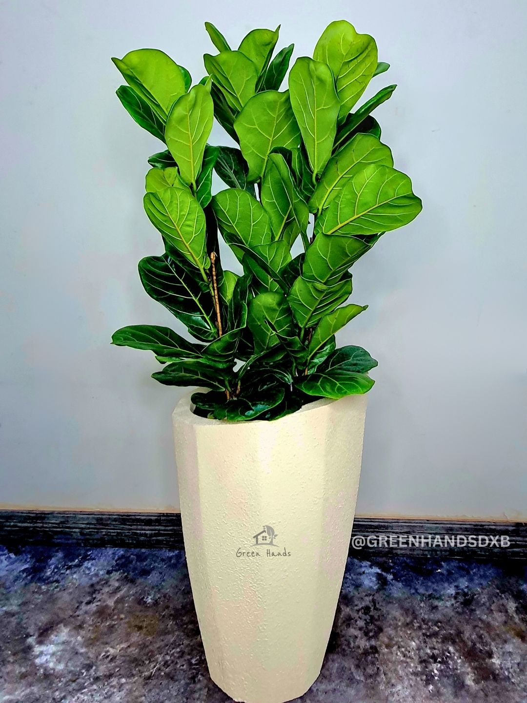 Potted Fiddle Leaf Fig - Transform Your Space with a Touch of Forest Green Green Hands