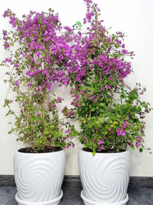 Two Potted Extra Large 'XL' Purple Bougainvillea in White glossy Ceramic Pot - green hands