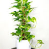 Potted Money Plant 70-80cm Planted in White  Pot