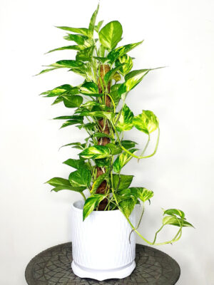 Potted Money Plant 70-80cm Planted in White Pot
