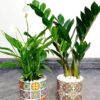 19_c0372213-56be-434d-8be7-722663c788f3 Desktop Peace Lily & ZZ Bundle Planted in Designer Turkish Ceramic Pot