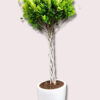 Potted XL Twisted/ Braided Bonsai Tree