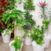20210415_152633 bundle of five potted outdoor plants in white flexible pots green hands