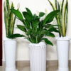 20210430_112640_1800ed90-66e9-4d50-ba35-19e2867026a8 peace lily and snake plants in white pots bundle | green hands