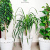 20210823_161214_33171c50-f0d2-40f6-8acc-0510a6893c07 set of 3 Potted plants bundle that includes Money Plant, Ficus Benjamina, and Dragon Plant in ceramic pots - green hands