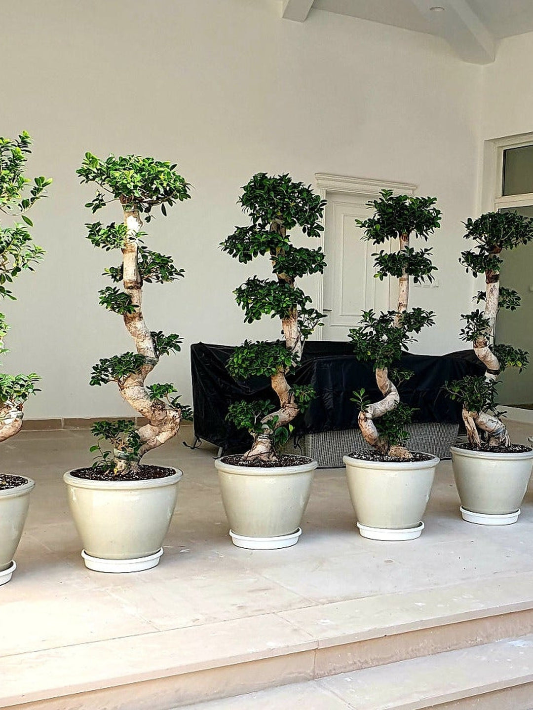 Potted XL Bonsai Tree - S Shape Planted in Ceramic White Shallow Pot with Moss Topping