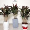 broadleaf palm lily in designer ceramic and fiber cement pots