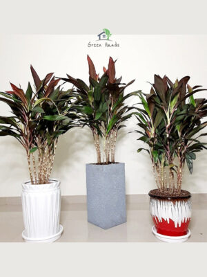 broadleaf palm lily in designer ceramic and fiber cement pots